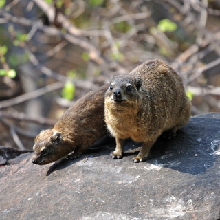 Waterberg - Rock Hyrax (Dassie)